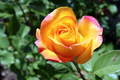 Gold Medal Rose Cuttings – 3 Unrooted Hybrid Tea Rose Grafting Propagation Rosa 'Gold Medal'