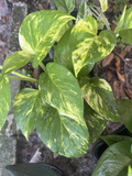 Golden Pothos Cuttings – 4 Rooted Vines with Variegated Green & Gold Leaves – Epipremnum aureum Indoor Plant for Hanging & Climbing