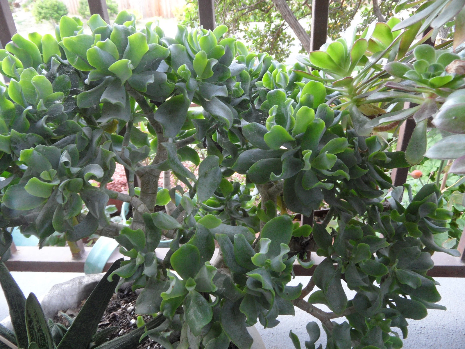 Succulent Cuttings – 3 Unrooted Ripple Curly Jade Crassula arborescens Undulatifolia, 4–5 Inch Blue-Green Wavy Foliage