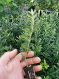 Arbequina Olive Tree - 1 Live Starter Plant | Olea europaea Young Fruit Tree