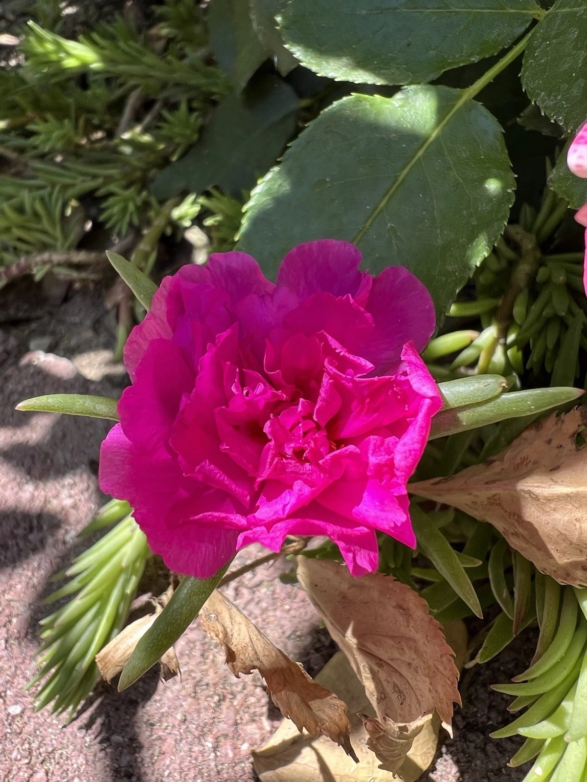 Portulaca Moss Rose Cuttings - 7 Fresh Magenta Double Bloom Portulaca grandiflora Cuttings