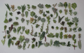 Succulent Cuttings Mix – 100 Live Unrooted Propagation & Craft Plants, 25 Varieties, Assorted Crassulaceae for DIY Gardens & Terrariums