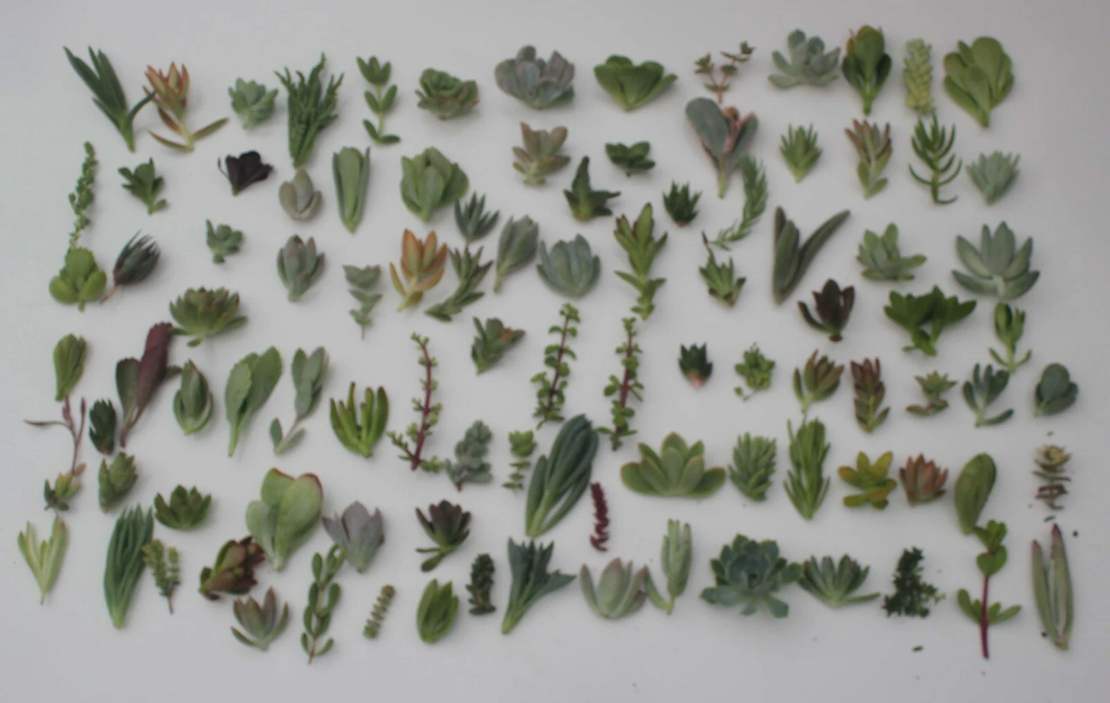 Succulent Cuttings Mix – 100 Live Unrooted Propagation & Craft Plants, 25 Varieties, Assorted Crassulaceae for DIY Gardens & Terrariums