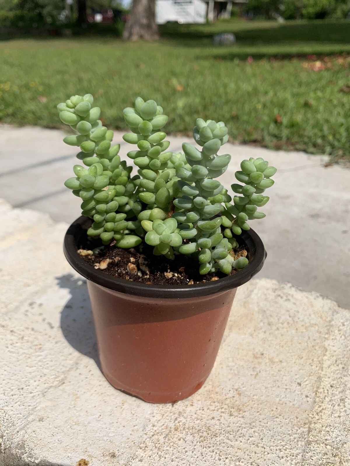 Sedum Burrito Burro’s Tail Succulent Set – 2 Rooted Trailing Plants in 3.5-inch Pots | Donkey Tail Succulents for Hanging & Decor