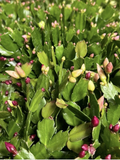 Christmas Cactus Cuttings – 12 Live Schlumbergera Propagation Cuttings with Mixed Flower Colors