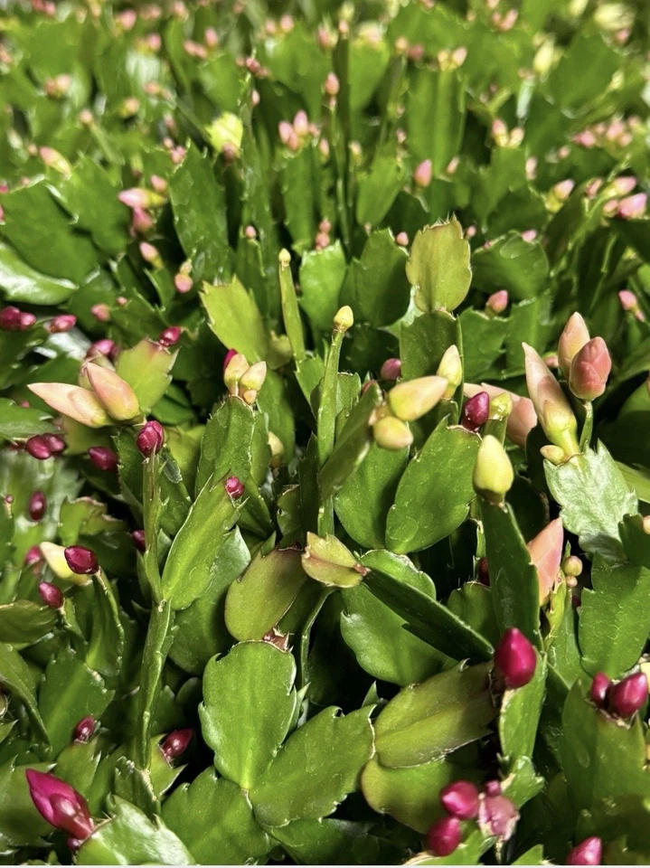 Christmas Cactus Cuttings – 12 Live Schlumbergera Propagation Cuttings with Mixed Flower Colors