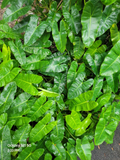 Philodendron Burle Marx Cuttings for Indoor Growing & Easy Propagation
