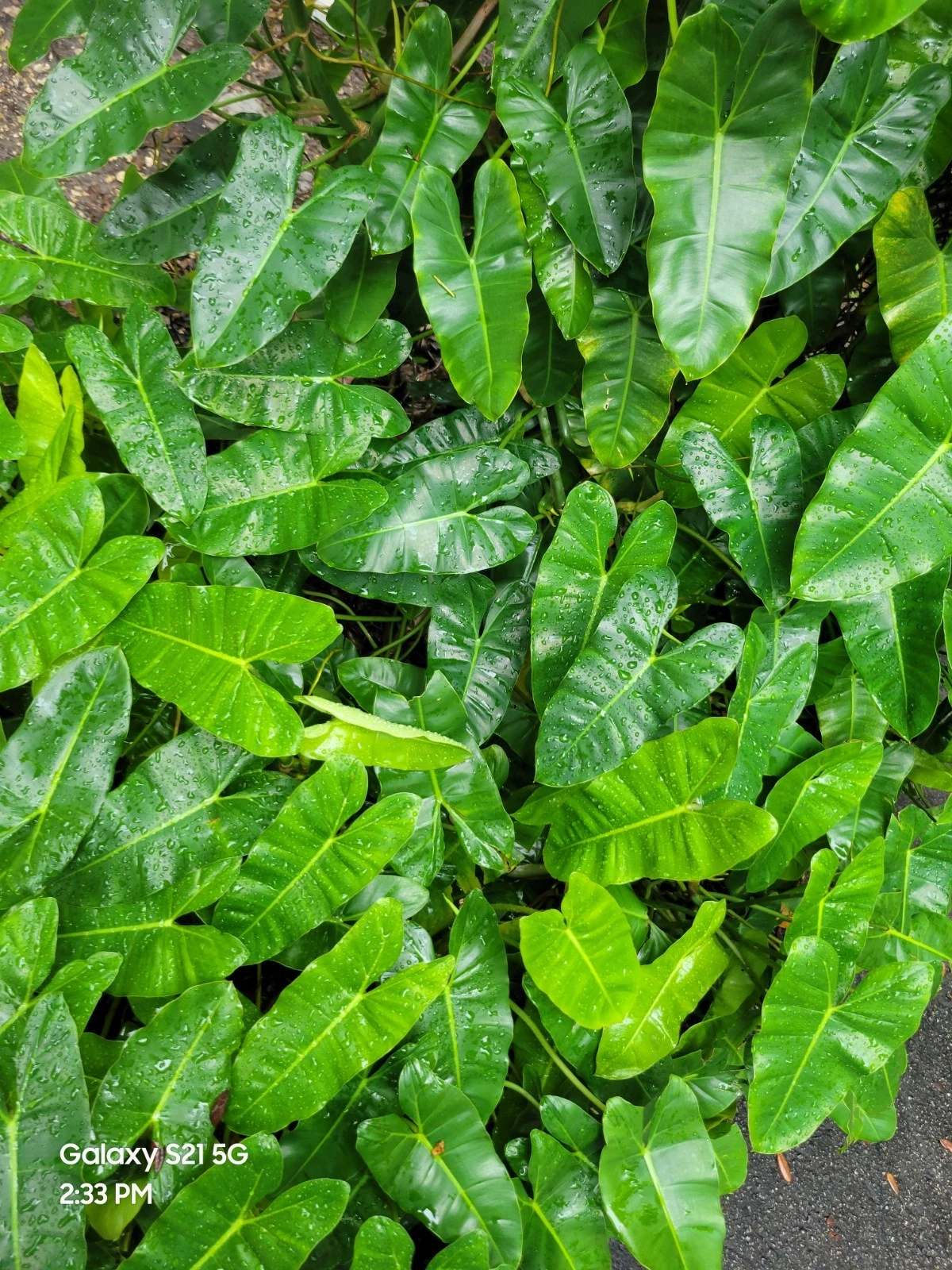 Philodendron Burle Marx Cuttings for Indoor Growing & Easy Propagation