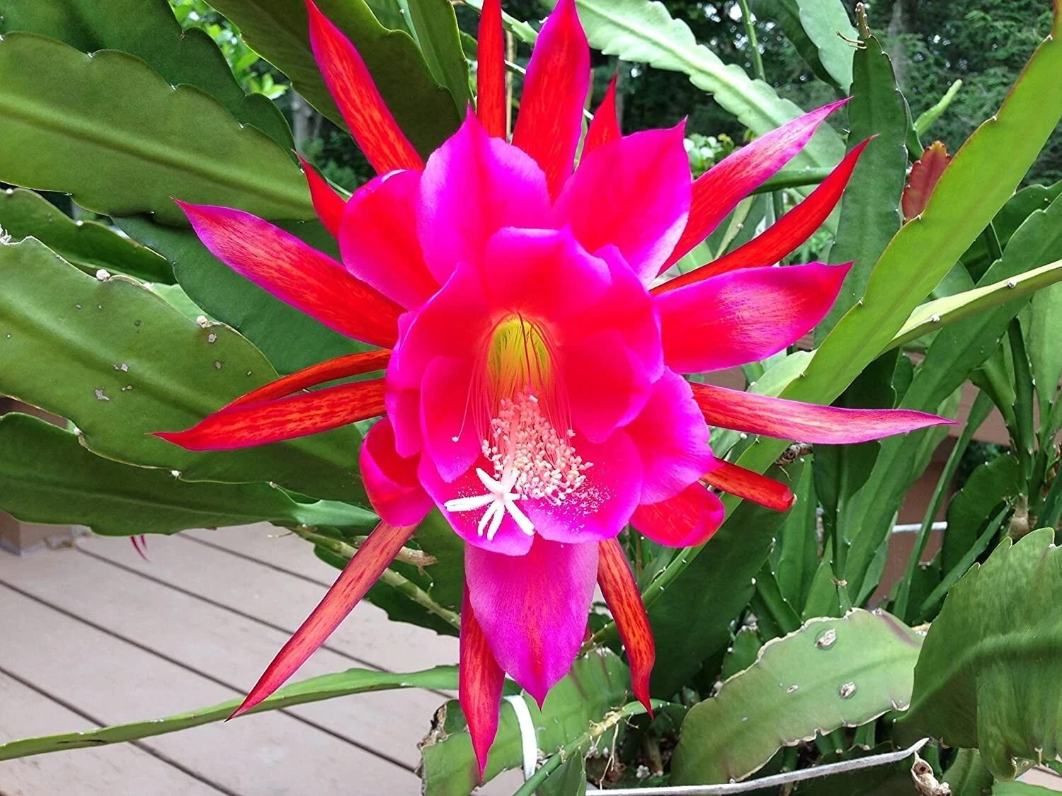 Rosy Swirl Orchid Cactus Cuttings – 2 Epiphyllum Plant Segments for Propagation