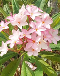 Pink Plumeria Cutting – 10" Hawaiian Frangipani Stem with Pink Blooms, Easy Rooting Tropical Flowering Plant, Plumeria rubra