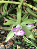 Vanilla Orchid Cuttings – Vanilla dilloniana Live Plant, 20 Inch Vining Climbing Orchid for Propagation