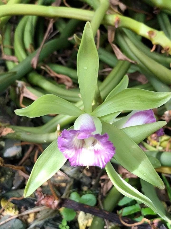 Vanilla Orchid Cuttings – Vanilla dilloniana Live Plant, 20 Inch Vining Climbing Orchid for Propagation