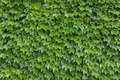 Boston Ivy Cuttings – 10 Unrooted Propagation Cuttings, Parthenocissus tricuspidata, 6–8 Inches for Wall Climbing Garden Planting