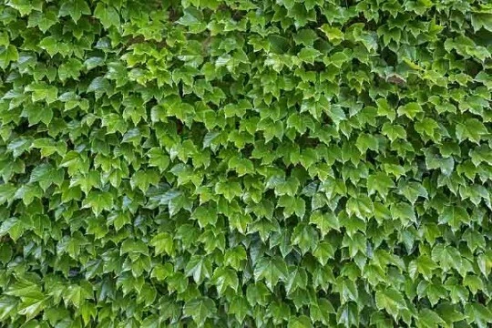Boston Ivy Cuttings – 10 Unrooted Propagation Cuttings, Parthenocissus tricuspidata, 6–8 Inches for Wall Climbing Garden Planting