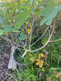 Excel Fig Tree Cuttings – 3 Fresh Unrooted Ficus carica ‘Excel’ Cuttings for Propagation
