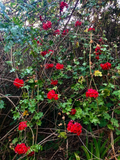Red Ivy Geranium Cuttings – 3 Live Pelargonium peltatum Trailing Flowering Plant, 6 Inches Long