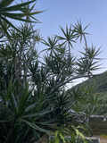 Hawaii Dragon Tree Cuttings – 25 Unrooted Dracaena marginata Stem Propagation Lot