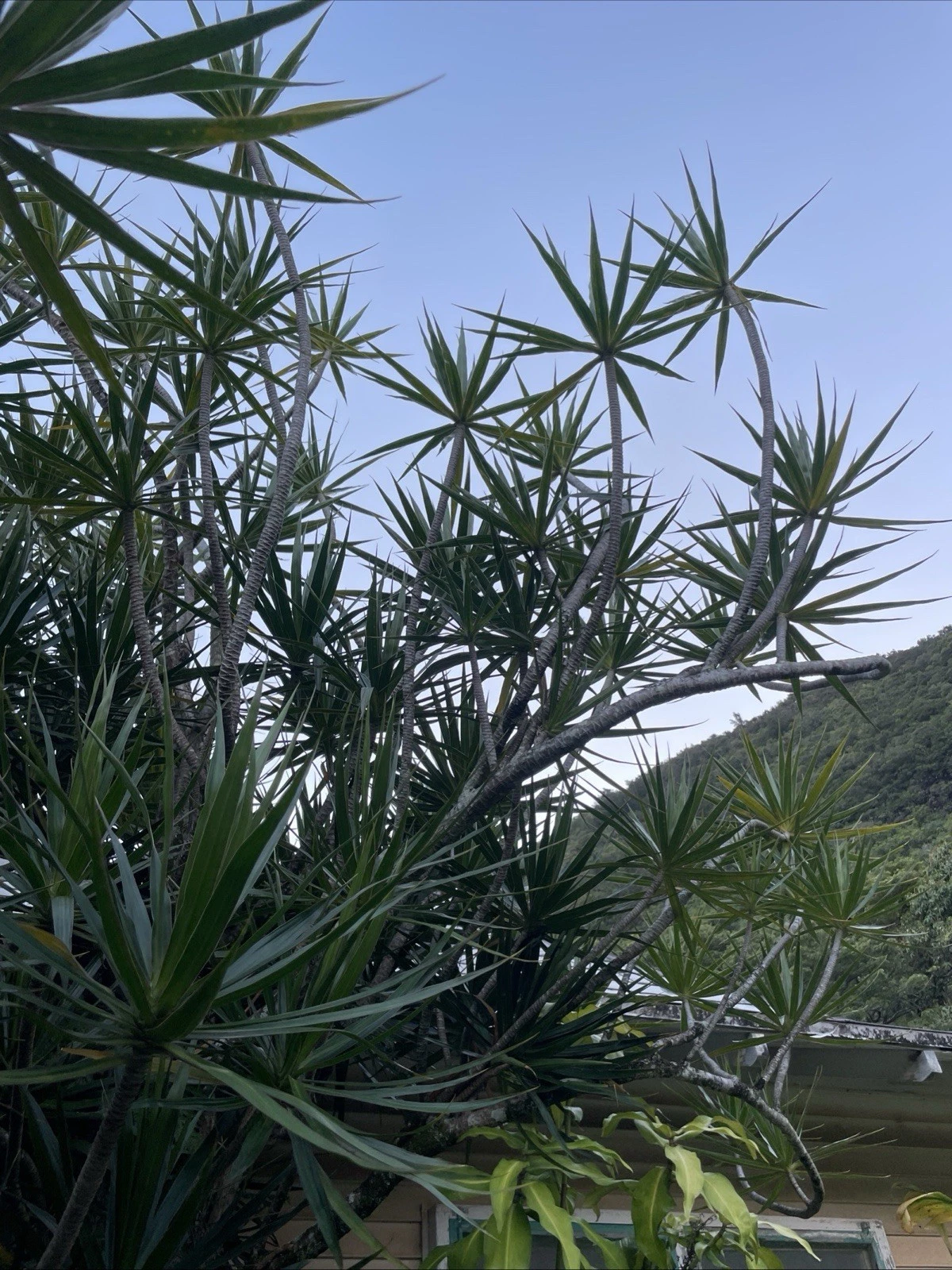 Hawaii Dragon Tree Cuttings – 25 Unrooted Dracaena marginata Stem Propagation Lot