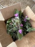 Cobweb Spiderwort Cuttings - 5 Tradescantia sillamontana Unrooted Live Cuttings