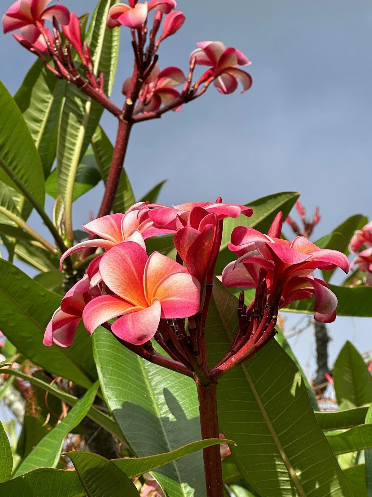 Pink Plumeria Cutting - 3 Fresh 10-Inch Single-Head Stems for Tropical Gardens