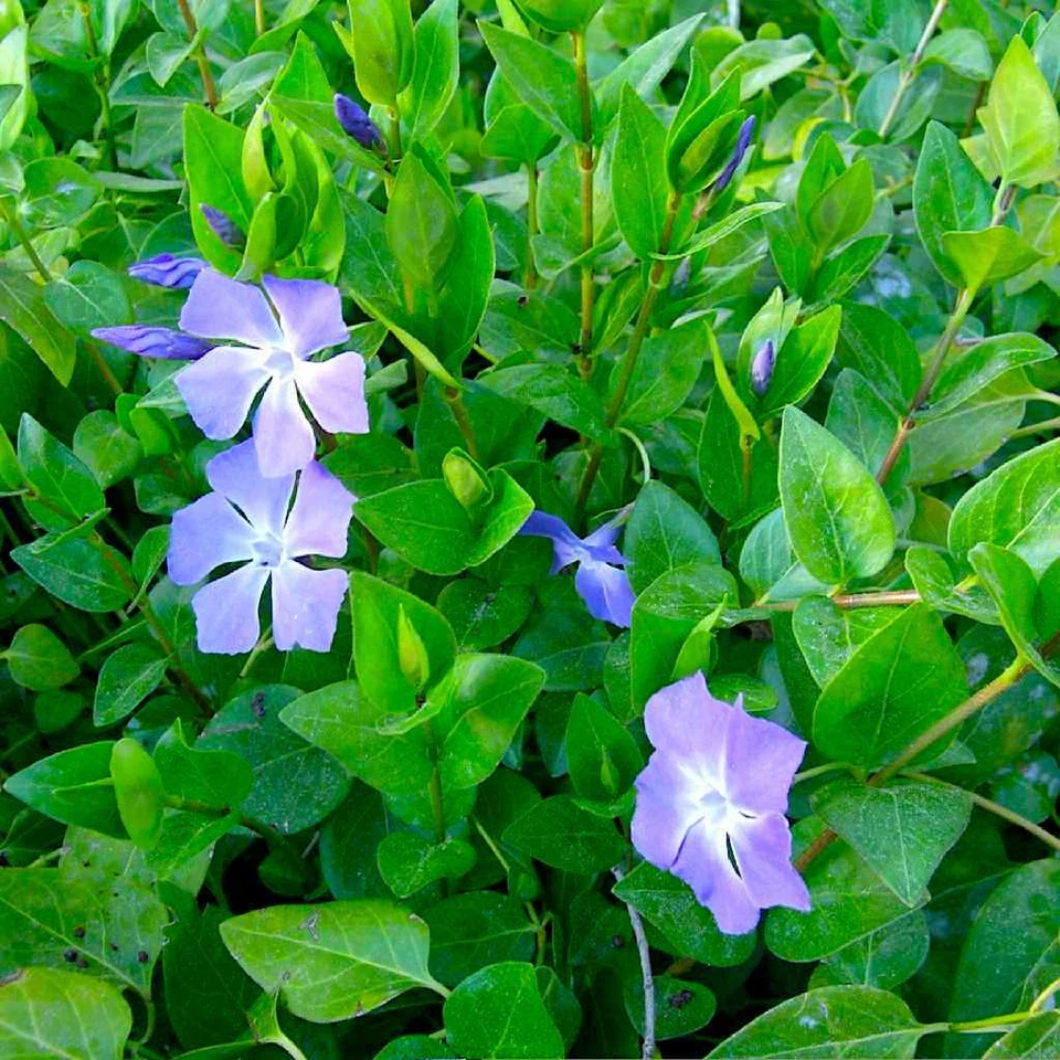 Rooted Vinca Major Cuttings – 10 Purple Flower Groundcover Plants, Trailing Vine, 15–20" | Periwinkle Vine Starts