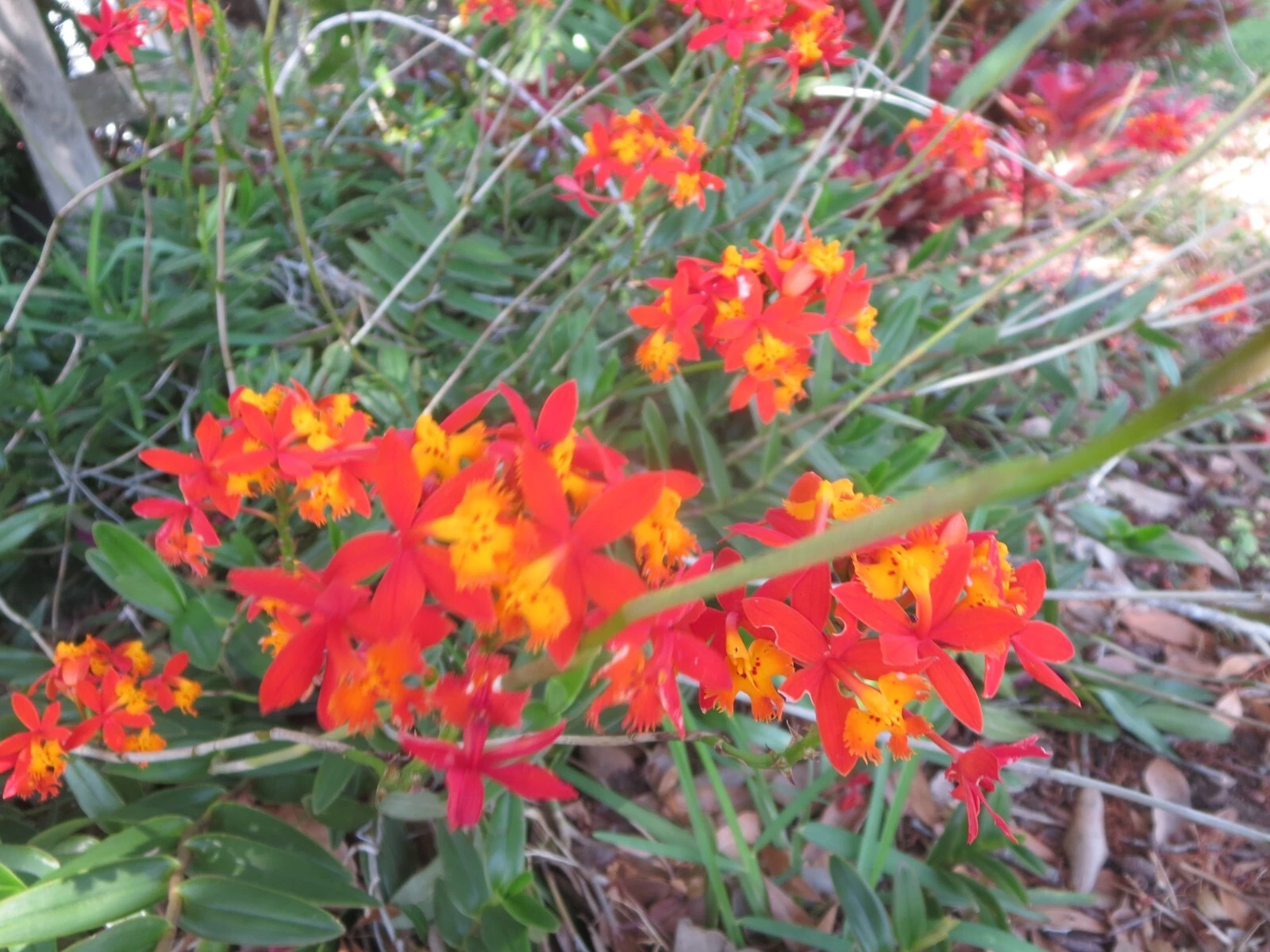 Ground Orchid Epidendrum Live Cuttings – 5 Orange Orchid Stems with Aerial Roots for Planting and Propagation