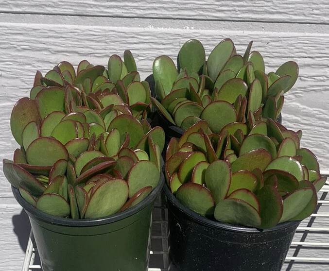 Jade Plant Cuttings 18 Live Succulent Stems Crassula ovata Propagation 2–4 Inches