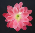 Epiphyllum Olympiad Orchid Cactus Cuttings – Unrooted Stem for Propagation, Trailing Indoor/Outdoor Plant, Large Showy Blooms