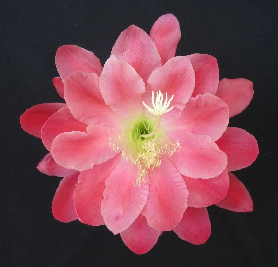Epiphyllum Olympiad Orchid Cactus Cuttings – Unrooted Stem for Propagation, Trailing Indoor/Outdoor Plant, Large Showy Blooms