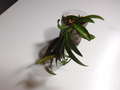 Hoya wayetii Live Plant – Fully Rooted Indoor Trailing Vine with Narrow Green Leaves