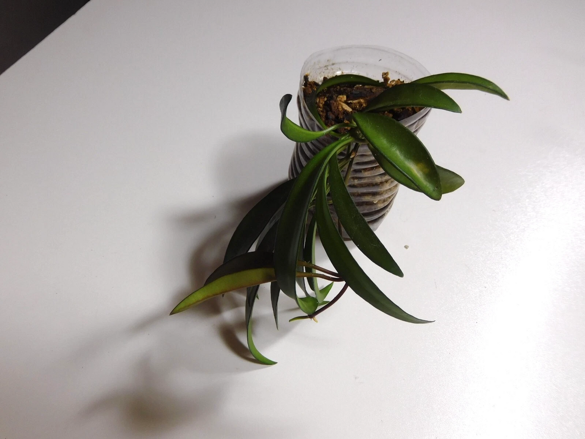 Hoya wayetii Live Plant – Fully Rooted Indoor Trailing Vine with Narrow Green Leaves