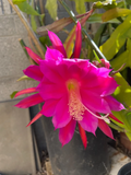 Epiphyllum Orchid Cactus Cutting – Midnight Purple Hybrid for Indoor Growing & Rooting | Large Blooming Epiphyllum Segment