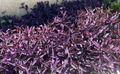 Purple Wandering Jew Live Plants – 15 Tradescantia pallida Purpurea, 4-8 Inch Trailing Houseplants for Indoor & Outdoor Use