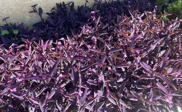 Purple Wandering Jew Live Plants – 15 Tradescantia pallida Purpurea, 4-8 Inch Trailing Houseplants for Indoor & Outdoor Use