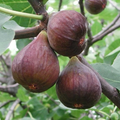 Fig Tree Cutting Live Plant – 10 Inch Unrooted Ficus carica for Planting