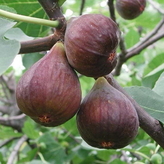 Fig Tree Cutting Live Plant – 10 Inch Unrooted Ficus carica for Planting