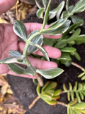 Jade Plant Cuttings – 8 Unrooted Succulent Propagation Clippings, Crassula Varieties for Indoor Houseplants