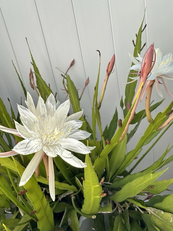 Cereus Night Blooming Cactus Cuttings – 3 Live Unrooted Propagation Clippings – Upright Columnar Succulent Plant