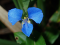 Fresh Commelina cyanea Spiderwort Houseplant Cuttings – Trailing Green Foliage, Easy to Root, Indoor & Outdoor Plant Propagation
