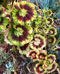 Rare Variegated Pelargonium Zonal Geranium 6-Inch Live Starter Cutting, Colorful Foliage Plant for Pots & Garden