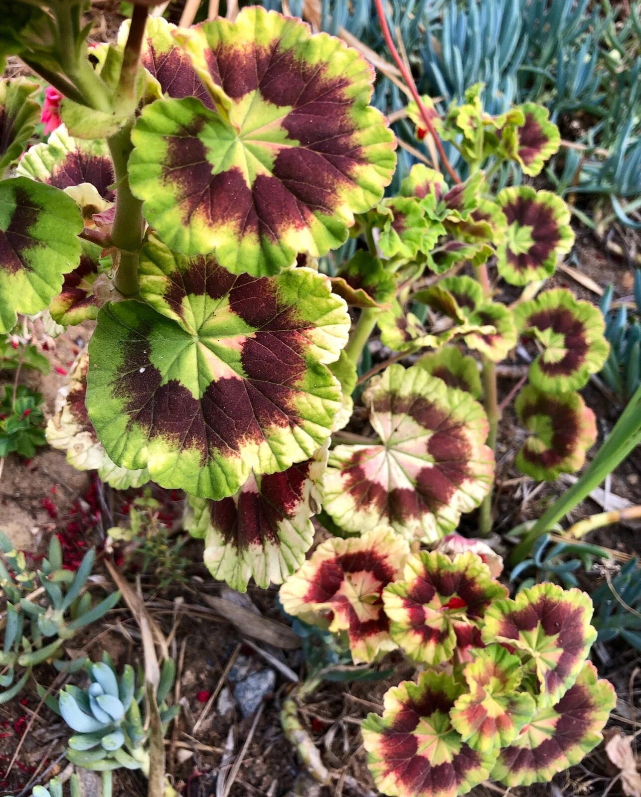 Rare Variegated Pelargonium Zonal Geranium 6-Inch Live Starter Cutting, Colorful Foliage Plant for Pots & Garden
