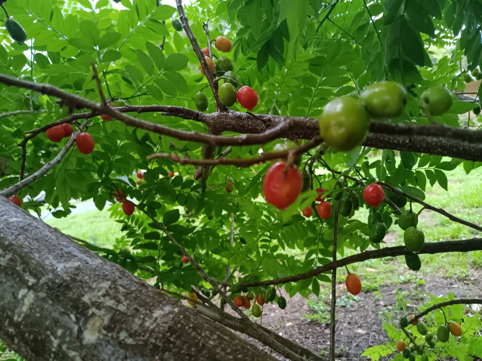 Hog Plum Cuttings – 5 Unrooted Spondias purpurea Tropical Fruit Tree Propagation Clippings