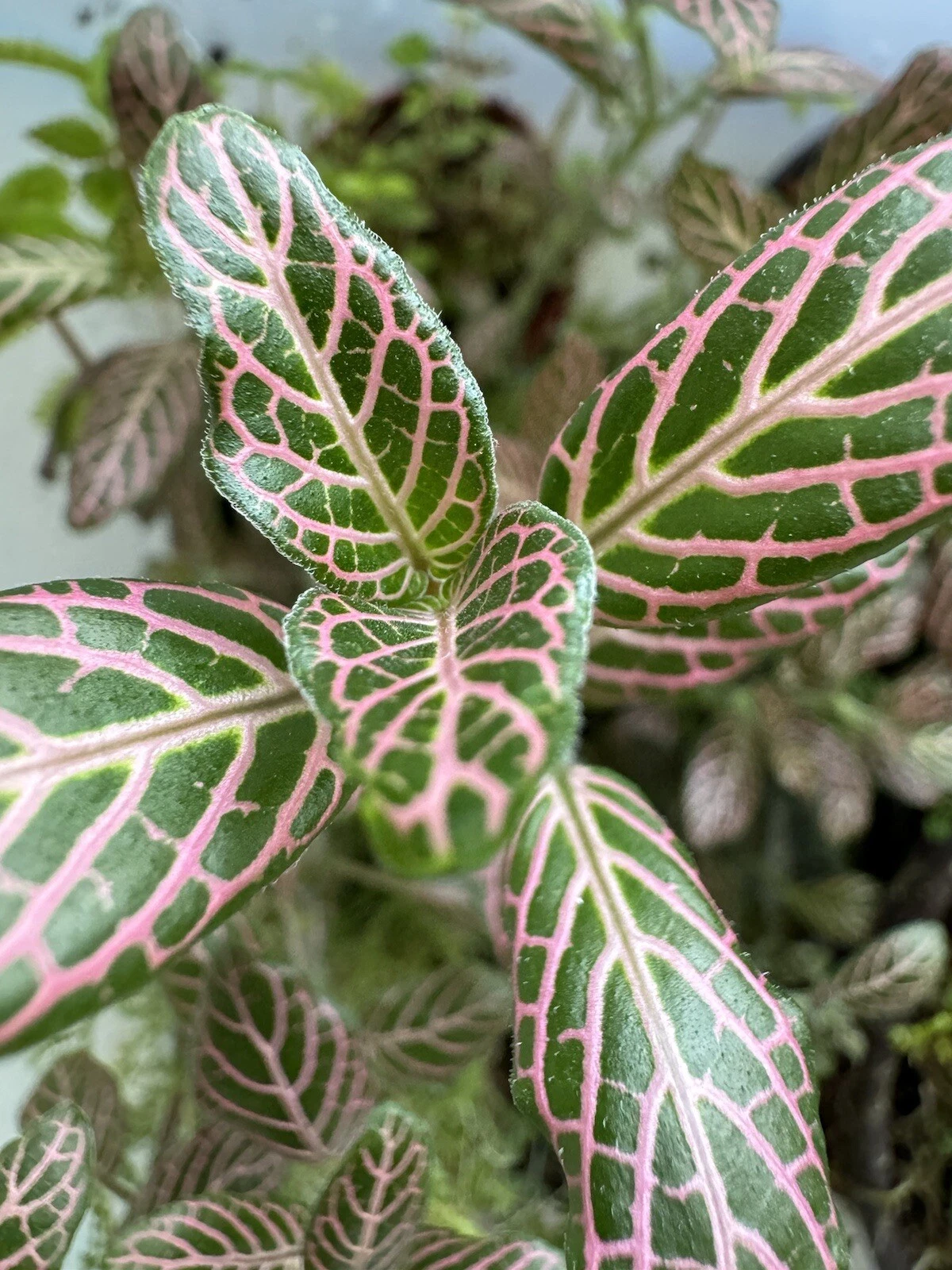 Pink Nerve Plant Live Cutting – Fittonia spp. Indoor Houseplant with Pink Veined Striped Foliage