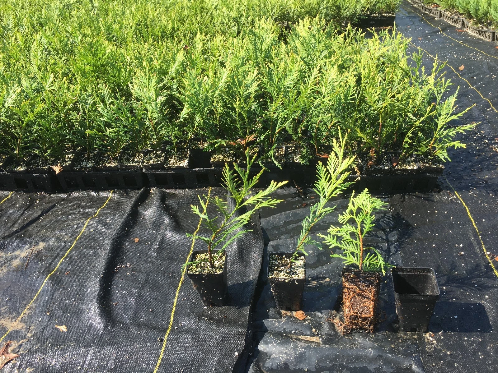 Green Giant Thuja Live Plants 12-18 Inch Tall, Potted Arborvitae for Privacy Hedges & Landscaping, Box of 25, Evergreen Conifers