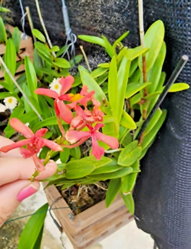Pink Reed-Stem Orchid Cutting | Epidendrum radicans | Full Sun, Easy-Care, Vibrant Blooms, Outdoor or Patio Plant