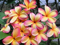 Rainbow Plumeria Cutting – 9–14" Unrooted Tropical Frangipani Stem, Multicolor Blooms, Plumeria rubra for Propagation