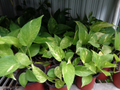 Fully Rooted Pothos Devil’s Ivy Live Houseplant – 2 Bare Root Cutting, Indoor Vine, Epipremnum aureum