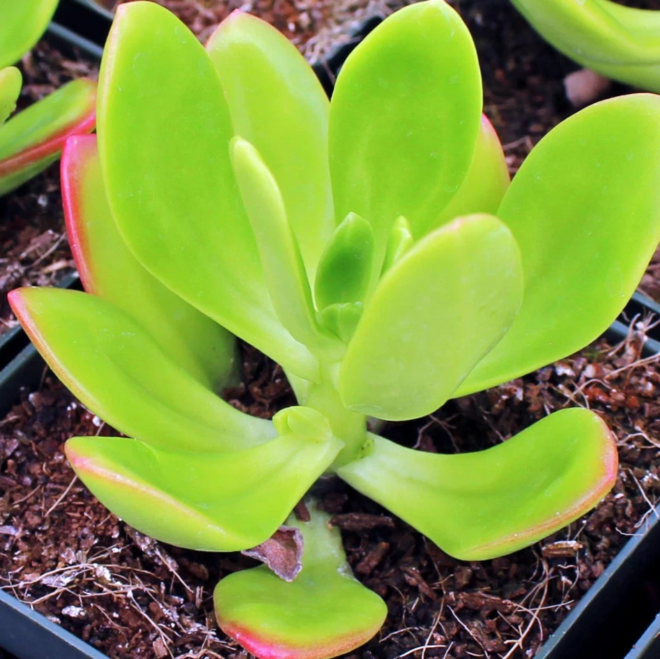 Sedum praealtum Green Apple Snap Succulent – Live 2" Plant for Pots, Rock Gardens, Terrariums, Indoor & Outdoor Decor
