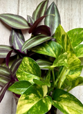 Rooted Houseplant Cuttings Set of 20 Pothos Epipremnum aureum & Tradescantia Zebrina Wandering Jew Indoor Vines