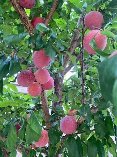Sweet Pluerry Fruit Tree Scions – Plum Cherry Hybrid Grafting Cuttings, Dormant Prunus Hybrid Wood
